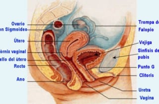 candidiasis vaginal e infeccion aparato urinario