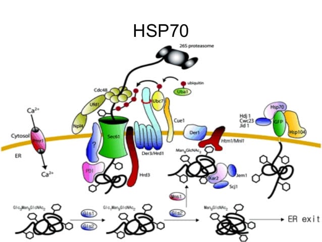 hipertermia cancer. proteina hsp70