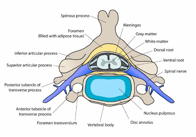 vertebra_cervical